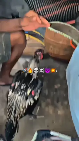 Senggak e Banter Mbasan Kasoran langsung Pucet😂 #fyp #fy #brandatiktok #ayambangkoksuper #ayambangkokindinesia #ayambangkokimport #botohayam #foryou #xybca 