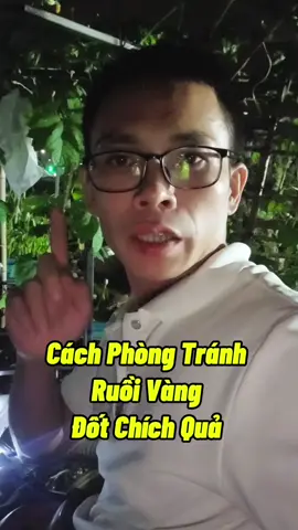 Cách Phòng Tránh Rười Vàng Đốt Quả #phongtranhruoivang #ruoivang #thichtrongcay #chamsoccaytrong #thichlamvuon #trongrautainha #annamyeulamvuon #muopdang 