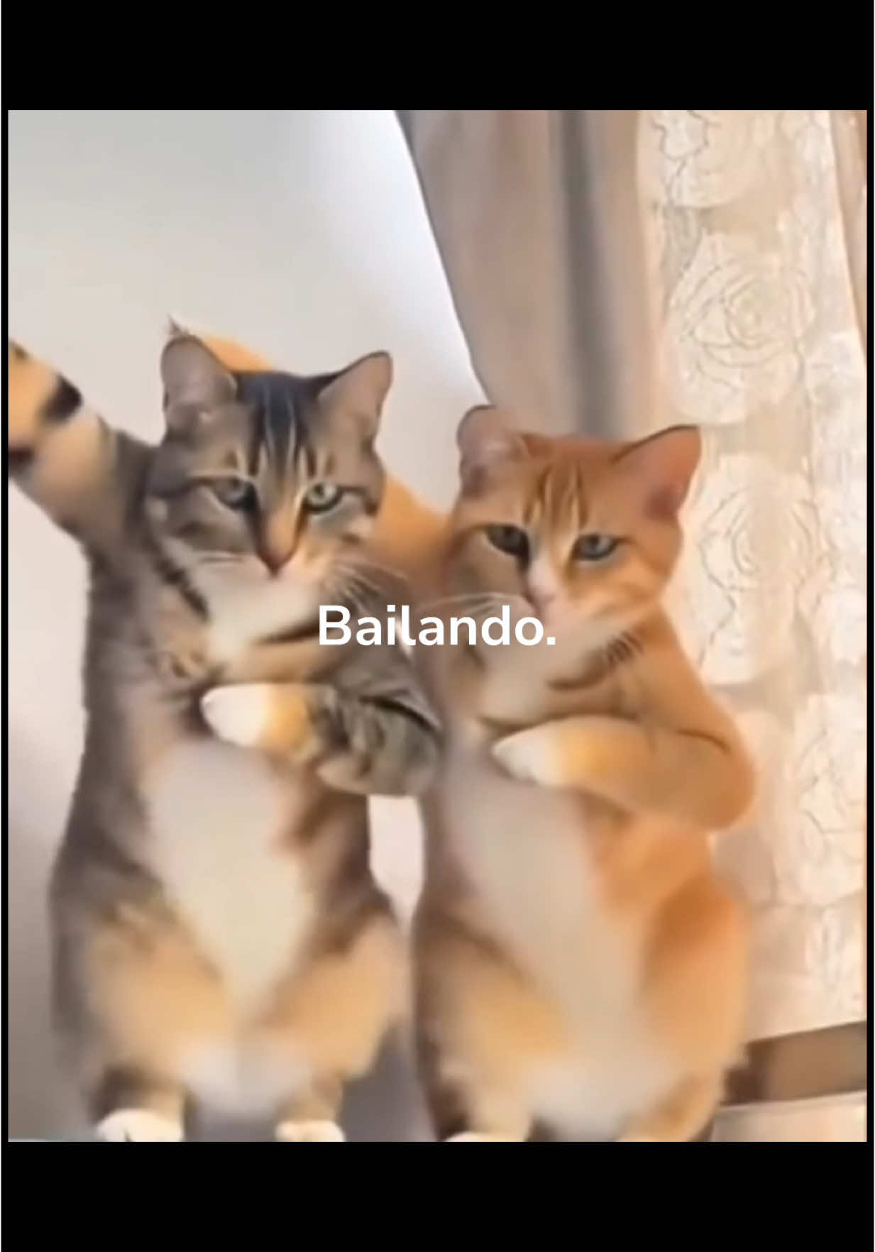 Bailando Katzentanz (Bailando Cat Dance) #katze #cat #tanz #dance #katzentanz #catdance #bailando #bailandokatzentanz #bailandocatdance #katzenvideos #lustigekatzenvideos #catvideo #funnycat #funnycats #bestoftheday #viral #viralvideos #fy #fyp #fyppp #foryou #foryoupage #fypage #foryour #foru #foruyou #forupage #lustig #witzig #lustigevideos 