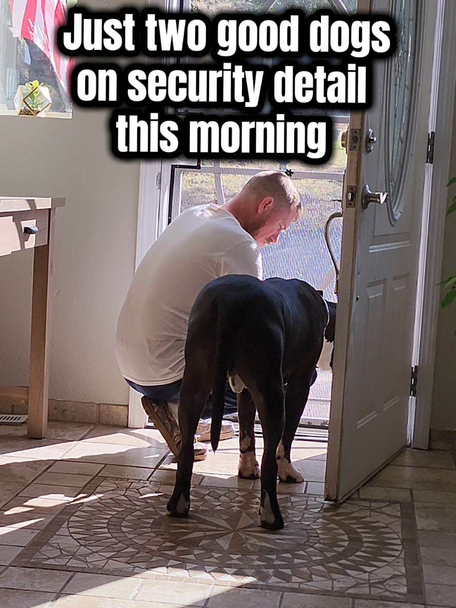 They work so well together 🐿🚫🐾 #fyp #foryoupage #tiktokdogs #dogsoftiktok #viral #agewithammo  #funnydog 