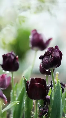 As time passes,tulips never fail to grace everyday scenes ✨The Queen of the Night is like an incarnation of the dark goddess,with her unique deep hues and mysterious fragrance,she releases an irresistible charm amid the interlacing of light and shadow,leaving people intoxicated 💖#tulips #spring #garden #flowers #fyp 
