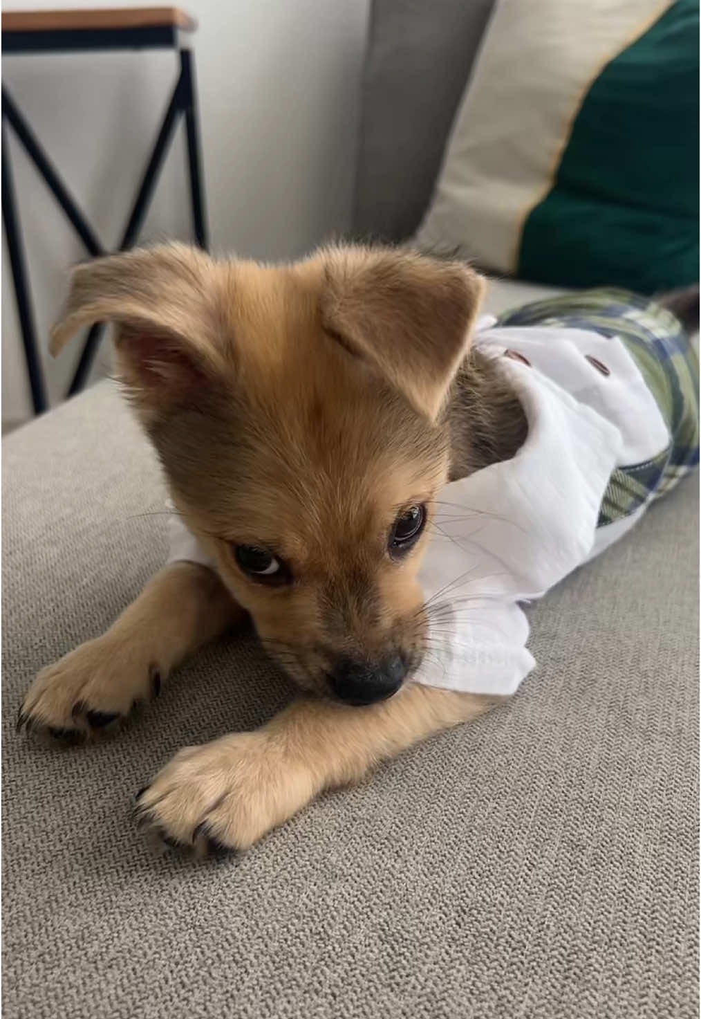 KELEX mi hijito 💙🐾 #dogs #puppylife #puppystyle #dogsoftiktok #dogsoftiktokviral #mysonshine #doglover #dogdad 