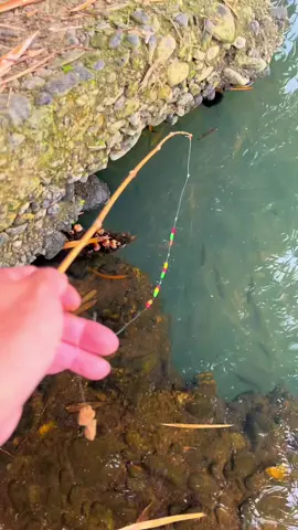 Sấp đôi 🤣#mtfishing #caucagiaitri #cauca 