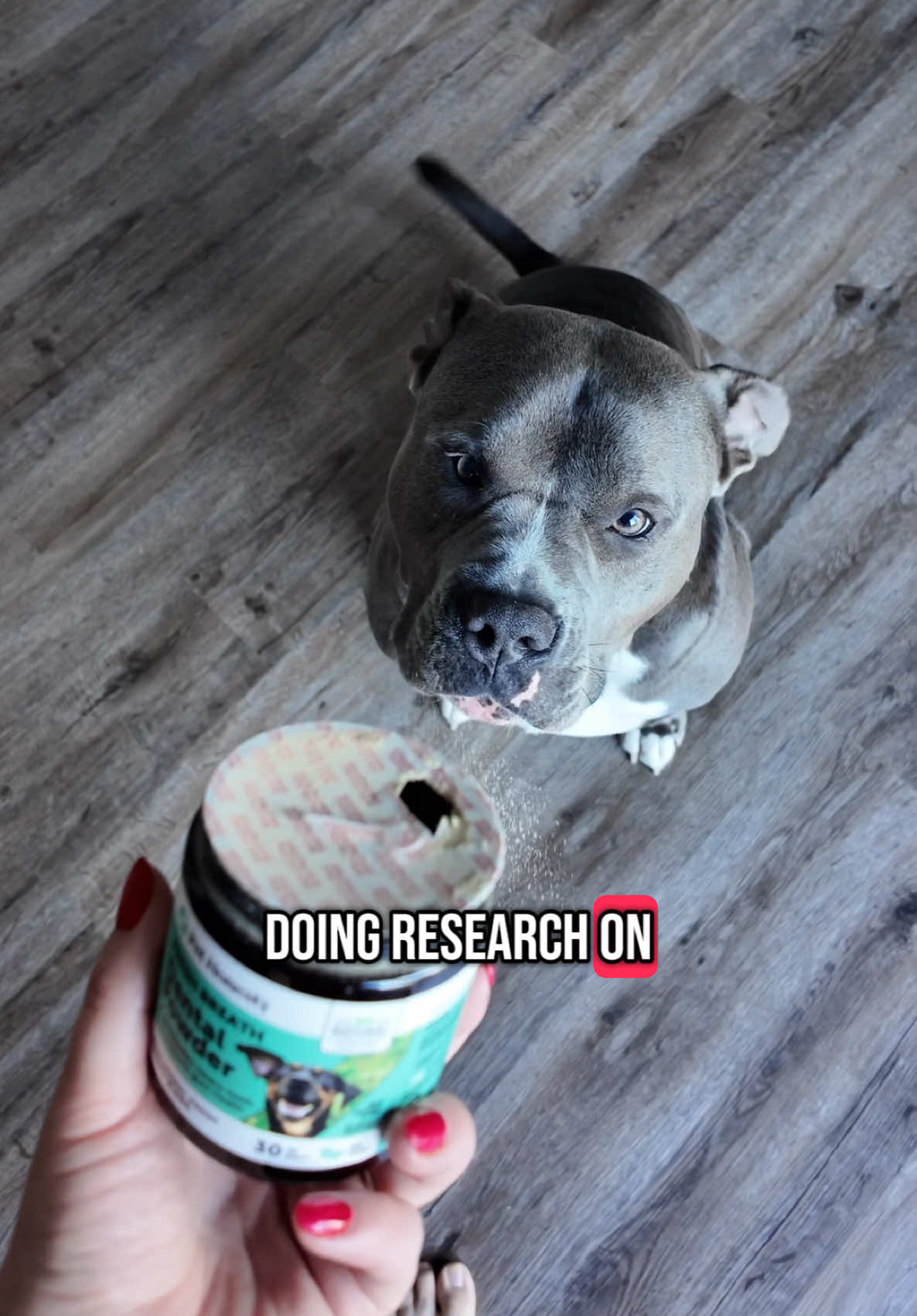 Did you know about this? Honestly I feel like most people don’t take their dog’s dental health seriously but they should! Please don’t neglect your dog’s teeth 🦷  💔 #CapCut #PetHonesty #DogSupplements #DogMomLife #HealthyPets #CleanIngredients #DogMultivitamin #DentalHealthForDogs #TikTokShop #FurBabyCare #PetWellness #dogs #americanbully 