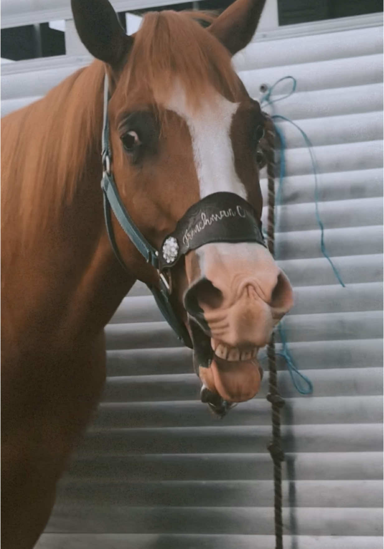 These two have helped carry me through some of the hardest days 🥺 so thankful @RenayR trusted me with these boys! #horses #lifewithhorses #myboys #fyp #foryoupage #blessed #horseman #horsemanship #thankful 