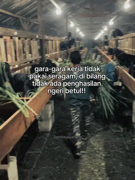 Kandang khusus kambing qurban di Jambejayafarm  . . . . #kambingqurban #kambing #kambingetawa #jambejayafarm #kambingetawakaligesing #blora #fypage 