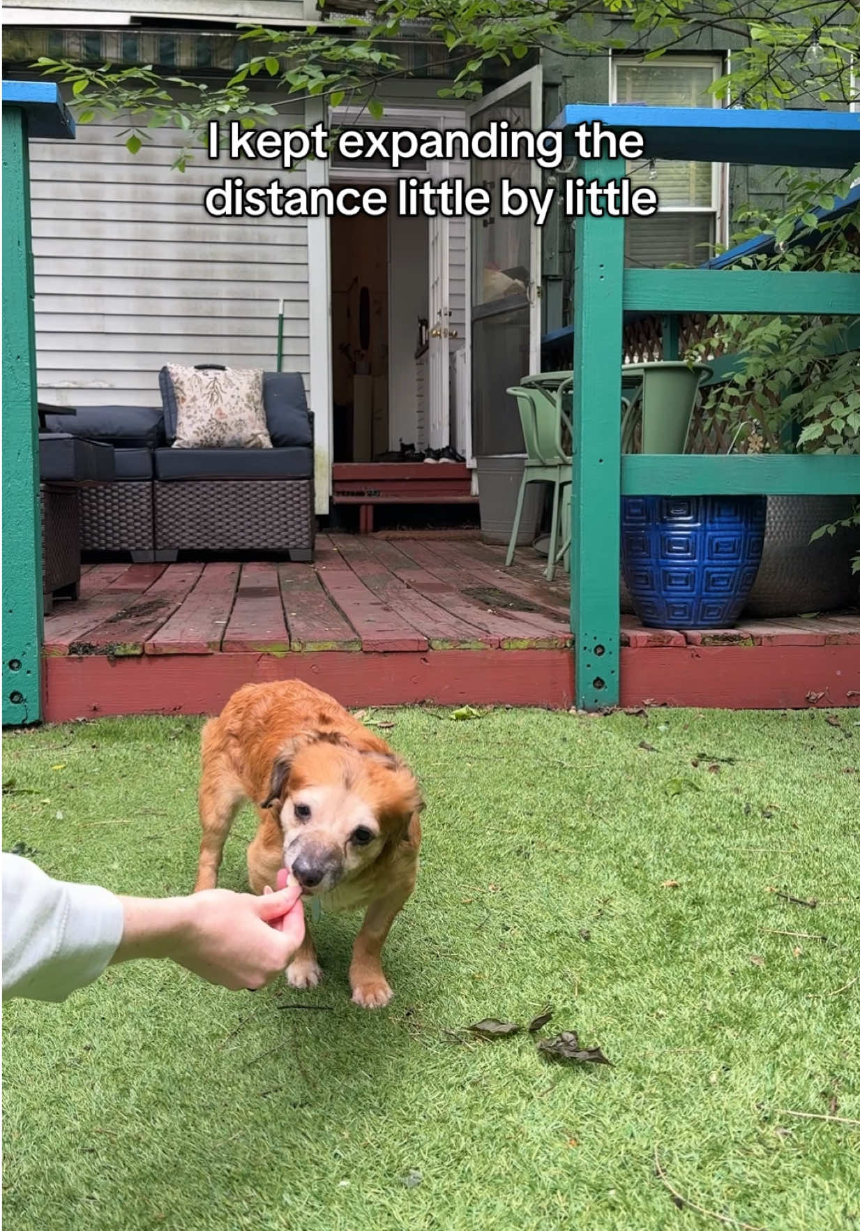 Day 29 with Tiki: TIKI HAS OFFICIALLY TOUCHED GRASS! 🥳 @Muddy Paws Rescue @ASPCA 