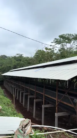 Salah satu lokasi kandang yang sedang kita kerjakan dari total 9 lokasi yang sedang kita kerjakan di bulan ini.#peternakmuda #peternakmilenial #pengusahamuda #peternakayampetelur 