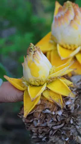 Xiaoman, whip up a peony pudding cake with Golden Lotus blossoms. making traditional Chinese food. rural life in China countryside life and cooking Chinese craftswomen daily life vlog. The Golden Lotus blossom (Musella lasiocarpa), also known as the 