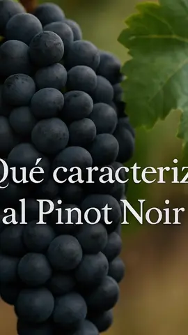 ¿Qué caracteriza al Pinot Noir? Descúbrelo en BuzzWorld #pinotnoir #winetiktok🍷 #SabiasQue #wineeducation #tiktokaprende 