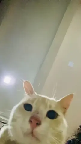 රා රා රා ගොම්බියේ.... 🐈😹#fyyyppp #WheneverWherever #ilovemylife💯🥰 #fyyyyyyyyyyyyyyyy #lovemylife❤️ #catlover #පොල්සම්බෝලපාටපූසෝ😻 #sltiktok #sltiktokvideo🇱🇰 #viraltiktok #viraltiktoksl 