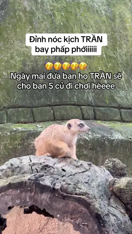 Trần ơiiiii #GreenCreator #Vinpearl #VinWonders #VinpearlGolf #TuhaoVietNam #WonderSummer #phuquoc #vietnam #dulichphuquoc #vinpearlsafariphuquoc #dongvat #timon #meerkat #pumba 