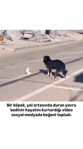 #kedi #köpek #köpekvideoları #köpekleriseviyorum #kedivideoları #dog #cat #catvideo #dogvideo #sevgi #fly #flypシ 