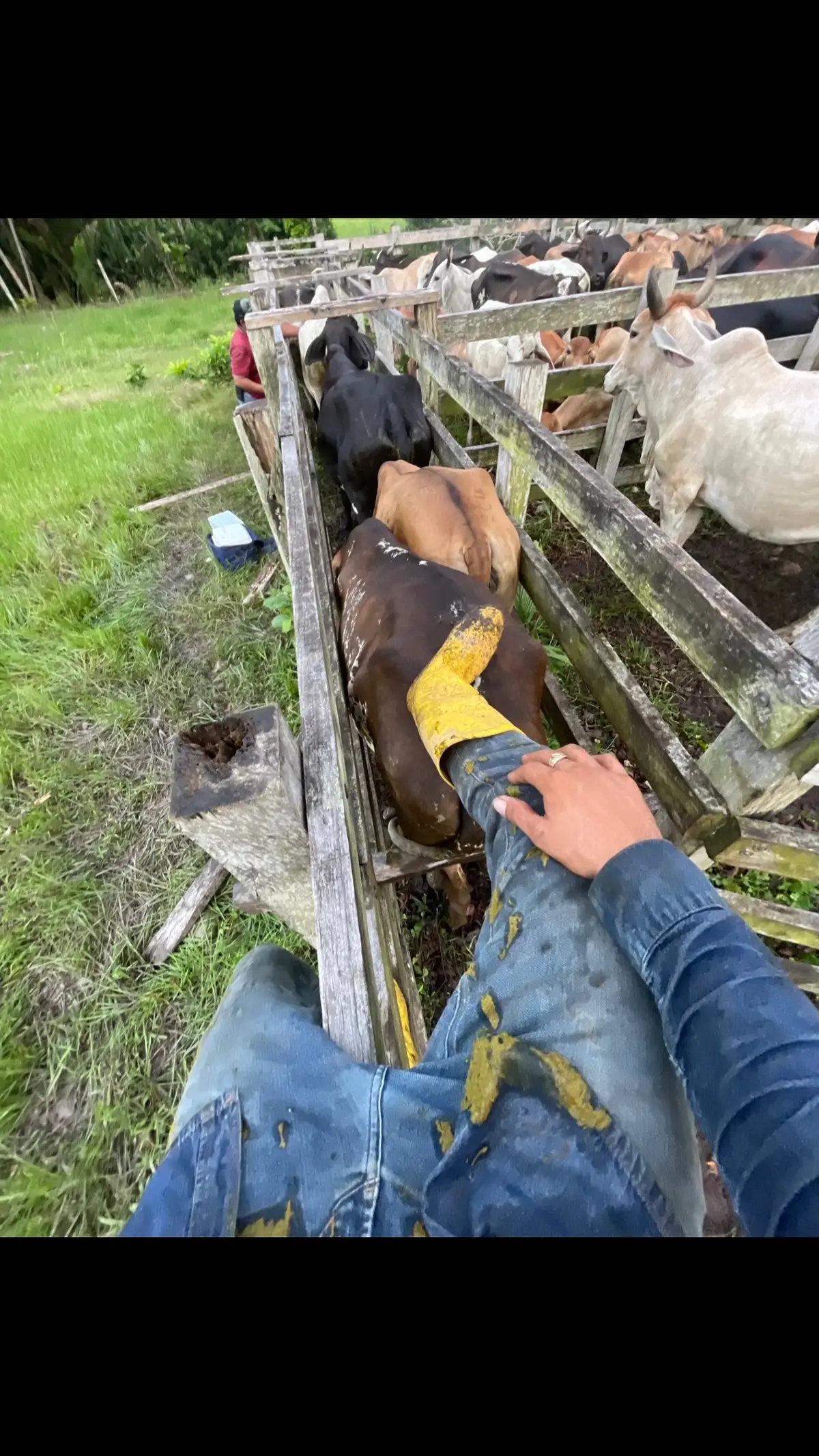 #ganaderia#llano#rancho#viraltiktokvideo 