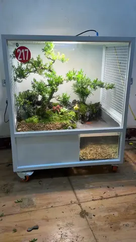 Do you want a micro-ecological birdcage?#foryou #foryoupage #plants #nature 