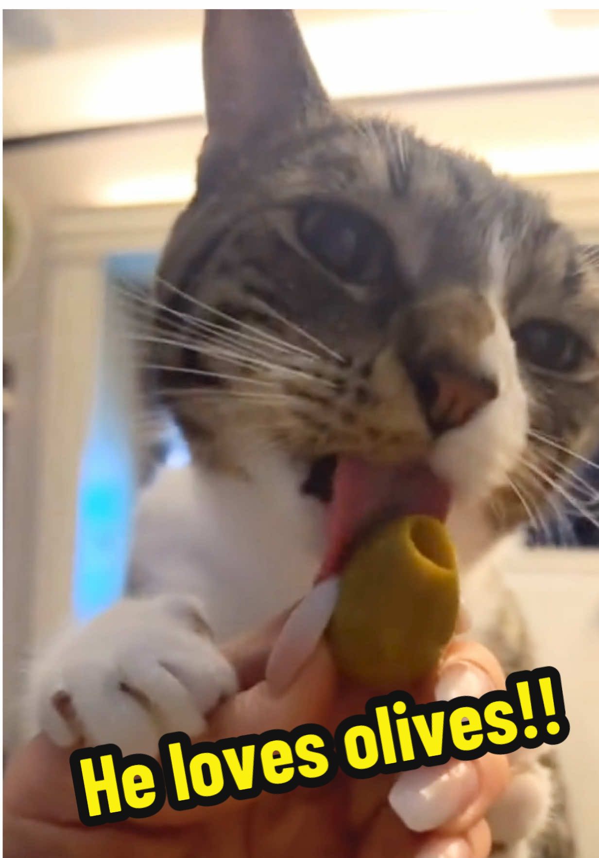 #olives #catlovesolives #sweet #sweettreats #sweettreat #cateating #catsoftiktok #crazycat #cat #houstontexasxat #houstoncat #funnycat #funnycats #catmath #funnycatsoftiktok #funnycatvideo #funnyvid #funnyvideo #funnypet #viralvideo #viraltiktok #typ #fy #p: #travelingcat #rvcat #trendingvideo #trending #wisconsincheck #wisconsinlife #catlover #cattok #watching #watchingyou #peepingtoms #PetsOfTikTok #pet #pets #animalsoftiktok #animals #feral #feralcat #feralcatsoftiktok #feralcats #tiktok #whack #cattok #catmom #crazycat #funnyanimal #funnyanimalvideos #funnycatvideo #funnycatvideos #funnycatsoftiktok#fyp #fyp› #fypage #trendingvideo #viral #viralvideotiktok  #viralvideo #houston #houstontexascat #doubleeranch 