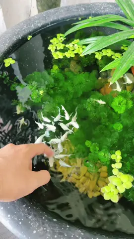 Hồi ra 1 hồ đếm không hết luôn 😅 #aquarium #bểthuỷsinh #bểngoàitrời #bểthủysinhđẹp #nuoica7maungoaitroi #bểcáthuỷsinhđơngiản #bểthủysinhngoàitrời #setupbểđơngiản #xuhuongtiktok #xuhuong 🍀❤️