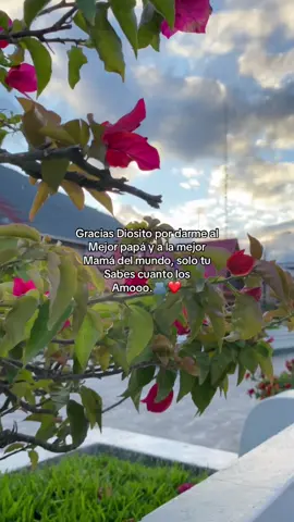 #fyp #papá #mamá #fraces #viralvideos #oxapampa #parque #❤️🫂🫶🏻