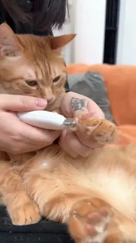 ✂️🐾 **One clipper, *all* sizes!** ✨ Keep your pet’s paws perfectly trimmed with the **Adjustable Pet Nail Clipper**—featuring *customizable apertures* for tiny kittens to full-grown floofs! 📏💅  👉 **SWIPE** to see how it adapts to your pet’s growth:  ✅ **Precision blades** = safe, quick snips *without* splintering.  ✅ **6 size settings** (1.0mm to 3.5mm) = perfect for every paw!  ✅ **Ergonomic grip** = steady hands, happy pets. 🐶🐱  💬 Comment “PAW-FECT” to upgrade your grooming toolkit!  🛒 Tap the link in bio to grab yours—*because even pedicures deserve a pro touch!*  #PetGrooming #NailClipper #AdjustableDesign #PetSafety #CatAndDogCare #PawHealth #StressFreeGrooming #PetParentEssentials  —  **P.S.** Your pet might still side-eye the clippers… but *you’ll* love the precision. 😼👌  —  **Adjustable Sizes | Vet-Approved | Durable Design** 🔥