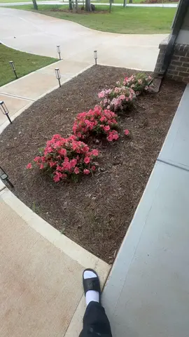 Update flower bushes are looking 💐💐#flowers #bushes #lawncare #plants #miraclegrow #coffeegrounds #tricks #laughs 