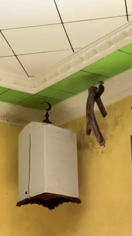 #pelatukbawang#pelatuk #pelatukmasteran #masteranmuraibatu #fyp 