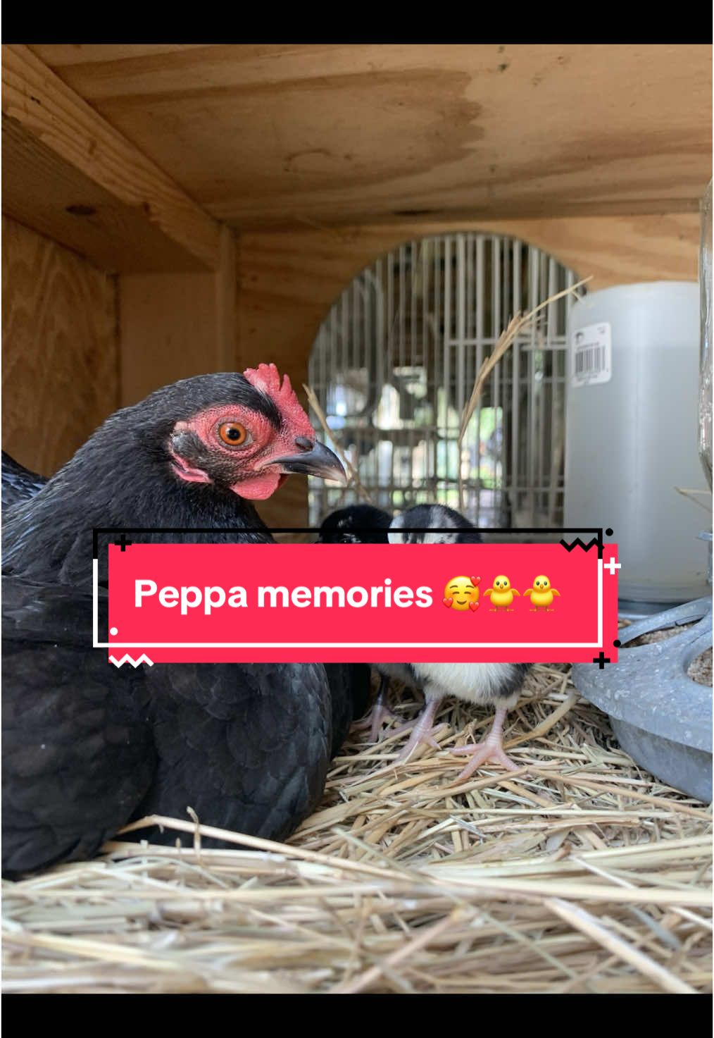 #onthisday 5/24/23 #memoriesofpeppaboo #serama #petloss #chickensoftiktok #babychicks #chicks 