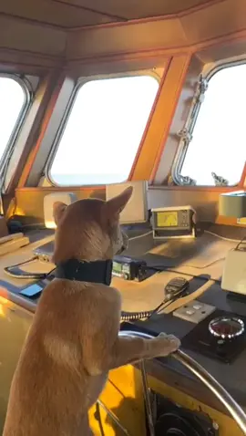 #fypage #fyppp #pelautpunyacerita #pelaut #viral #kapal #ijazah #pelautindonesia🇲🇨🇲🇨 #pelayaran #jj #kulikapal⛓️🌍🚢 