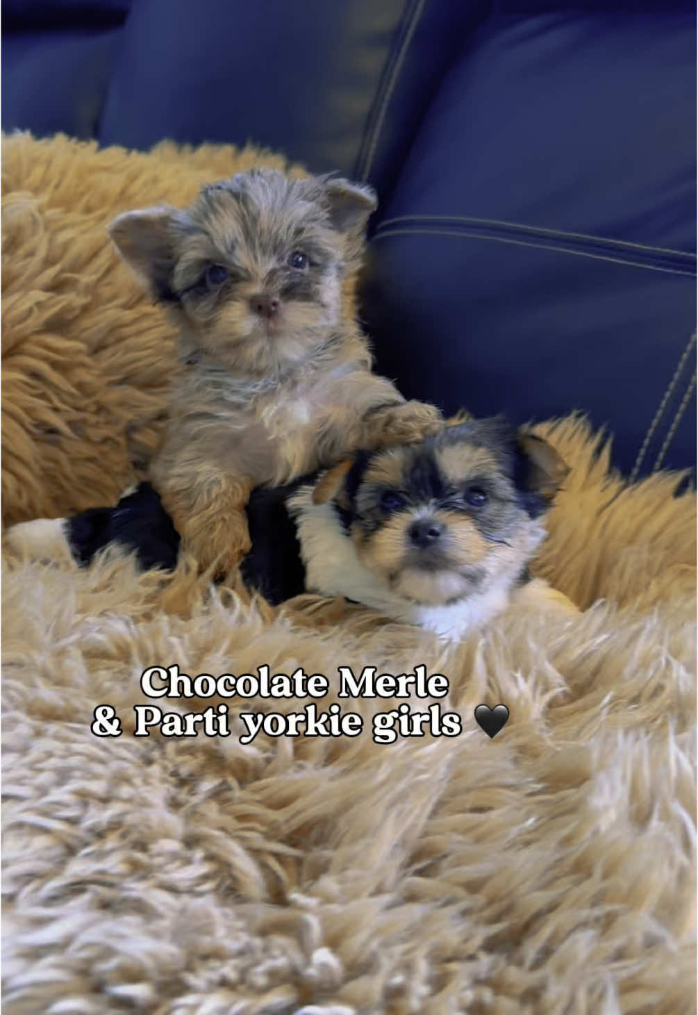 How can you resist? #play #partiyorkie #girls #yorkies #friends #merleyorkie