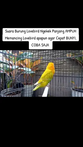Suara Burung Lovebird Ngekek Panjang AMPUH Memancing Lovebird apapun agar Cepat BUNYI, COBA SAJA  #pancingan #pancinganlovebirdngekek #pancinganlovebirdjaminbunyi #pancinganlovebirdfighter #suaraburunglovebird #lovebird #lovebirdkonslet #lovebirdfighter #burunglovebird #lovebirdgacor 