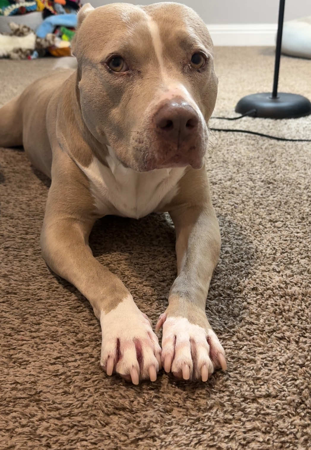 Such a baby. #dogs #dogvideos #pitbull 