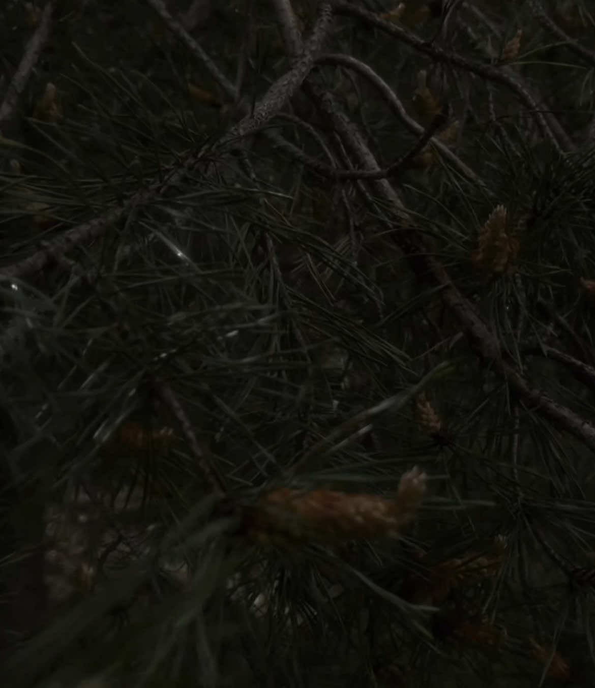 #blackmetal #atmosphere #bathory #nature #дикиекабаны🐗🐗 #злойстрашныйлес #darkaesthetic #fyp 