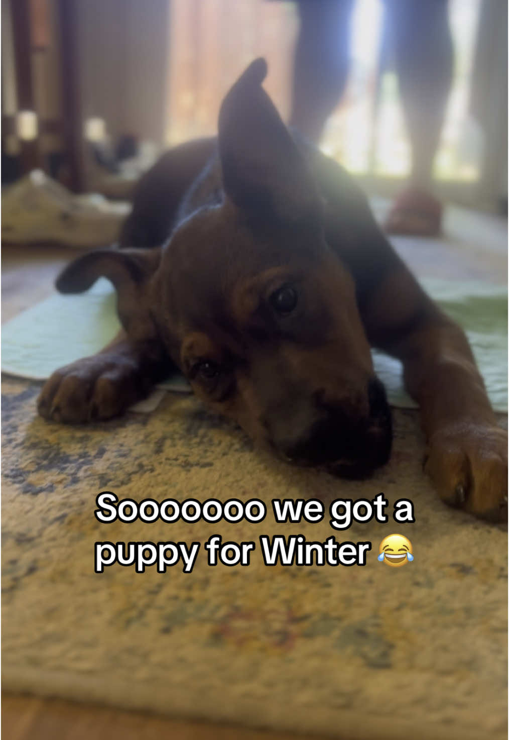 Winter & Summer ❄️☀️ #fyp #dog #dogsoftiktok #foryoupage #Summer #dogtok #puppiesoftiktok #puppy 