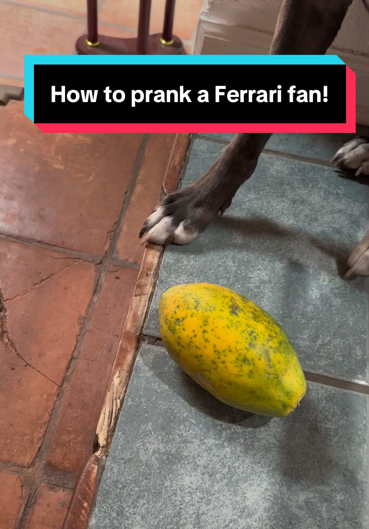 @Lando Norris beats out Charles Leclerc for pole in Monaco GP qualifying so I had to go rub it in dad’s face of course! Hahaha! @McLaren @Fraggle #monaco #monacograndprix #mclarenf1 #mclaren #ferrari #f1girlies #f1 #f1fans #papayarules 