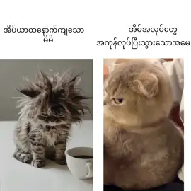 မသိချင်ယောင်ဆောင်
