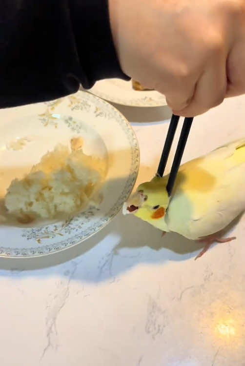 Interesting parrots 🦜 ##🥰🥰🥰 #parrot #funnyvideos #funnyparrot #animals 