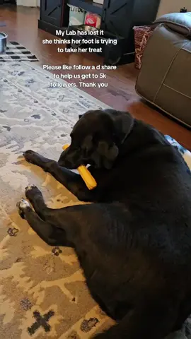 This is my black lab, Etta.  She's doing Black Lab stuff, I guess. #blacklab #dogsoftiktok #dogs #sillydogs 