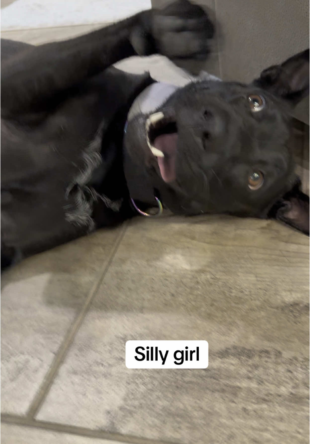 Silly dog 🤪 love this girl so much she’s always making us laugh. 🖤😇#funnydog #cutedog #goofydog #sillygirl #blackdog #pethumor #petinfluencer #cuteandfunnydogs