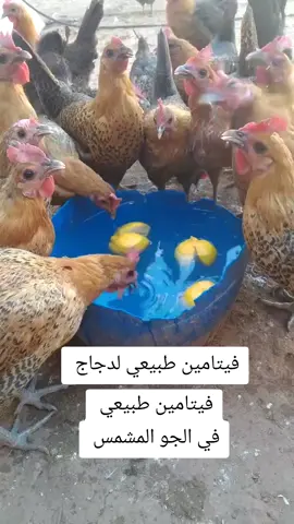 أحسن فيتامين تقدر تقدمو لدجاج عندك #الدجاجة_الحاضنة #تيك_توك #المغرب🇲🇦تونس🇹🇳الجزائر🇩🇿 #مشروعي_الصغير #بيض #ترند #تربية_الدجاج #تفقيس_بيض #تلقيح_الكتاكيت 