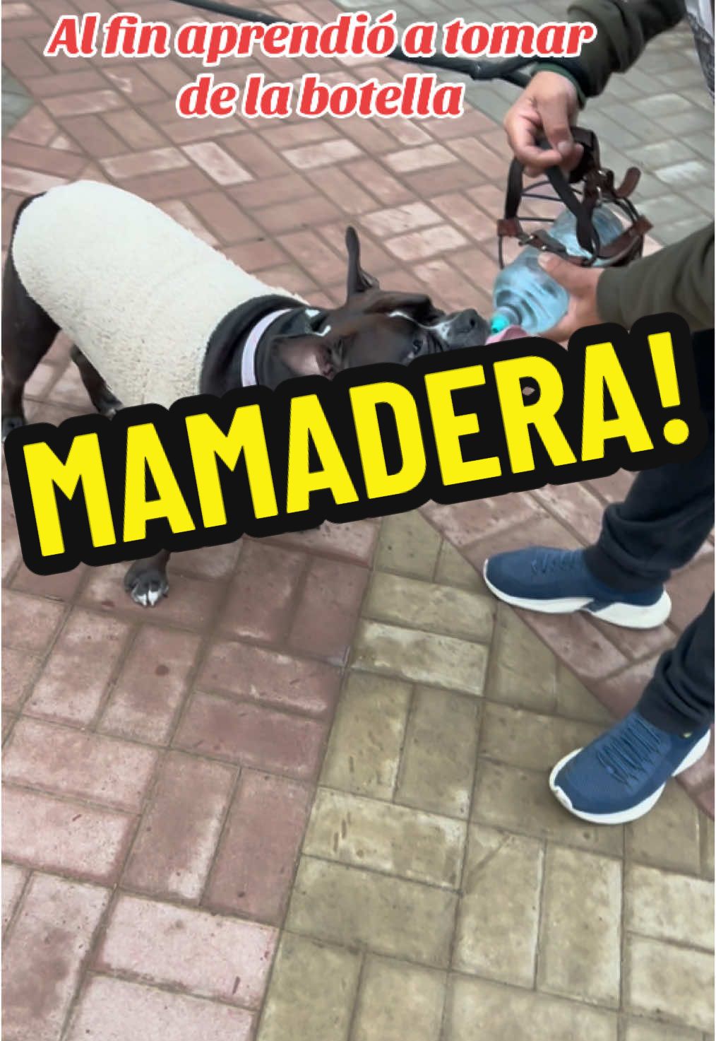 Perla aprendió a tomar en botella, como su amigo Rush. Ahora se hidratan después de jugar y pasear #americanbully #perrostiktokers #doglover #pitbullsoftiktok 