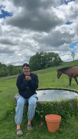 Update on the water trough and the goldfish! #homestead #homesteading #homesteadingtiktok #homesteadtoktok #homesteadlife #homesteadtiktok #homesteader #farm #farmlife #farmtok #farming #goldfish #watertrough #fyp #foryou #foryoupage #trending #viral #creatorsearchinsights #horse #horsesoftiktok #horses #horsetok #horsesontiktok 
