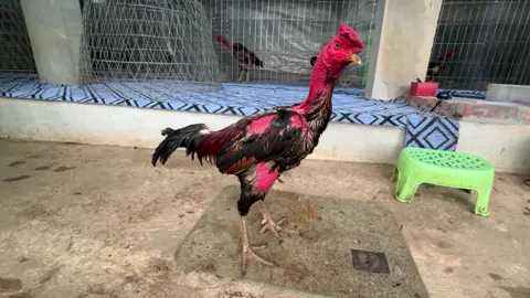 Đến chân rồi thì lại điểm lông. Thôi thì tạm nghỉ ngơi thời gian rồi quay lại đấu trường  Sẹo