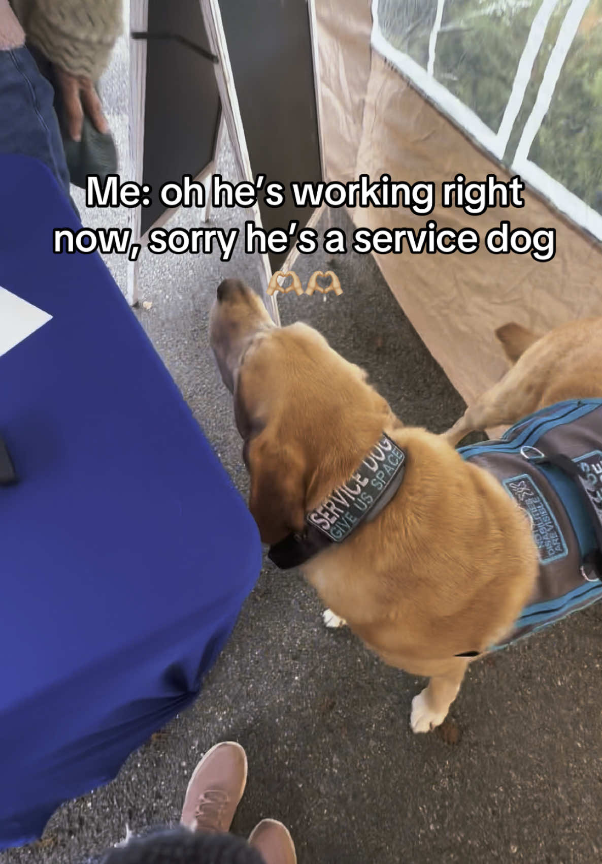 Good examples of the correct way to approach a service dog and the non correct way, however both people where VERY nice 🫶🏼🫶🏼🫶🏼  #servicedog #dog #dogs #DogTraining #disabled #fyp #fortoupage #animal 
