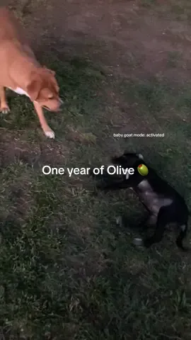 Olive’s one year adoption anniversary #pitbull #puppy #whiskeytango #olivegarden #whiskeyandolive #dogsoftiktok 