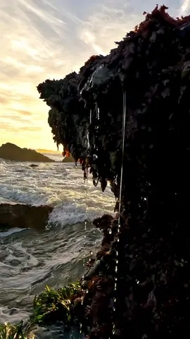 Wait for the big splash 😍 #sea #ocean #waves #sunset #oregon #pacificnorthwest #oregoncoast 