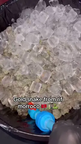 #gold #snake #rif #morroco #ice 