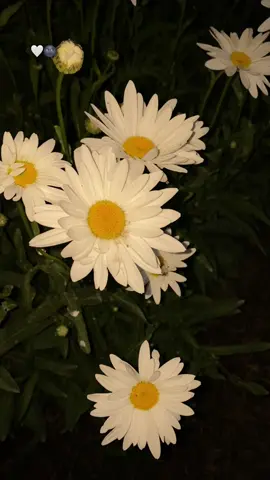 #وتەیەکی_جوان_بنوسن🤍🌚 #fypシ゚ #virall #explore #selwa🦋 #tiktok #foryou 