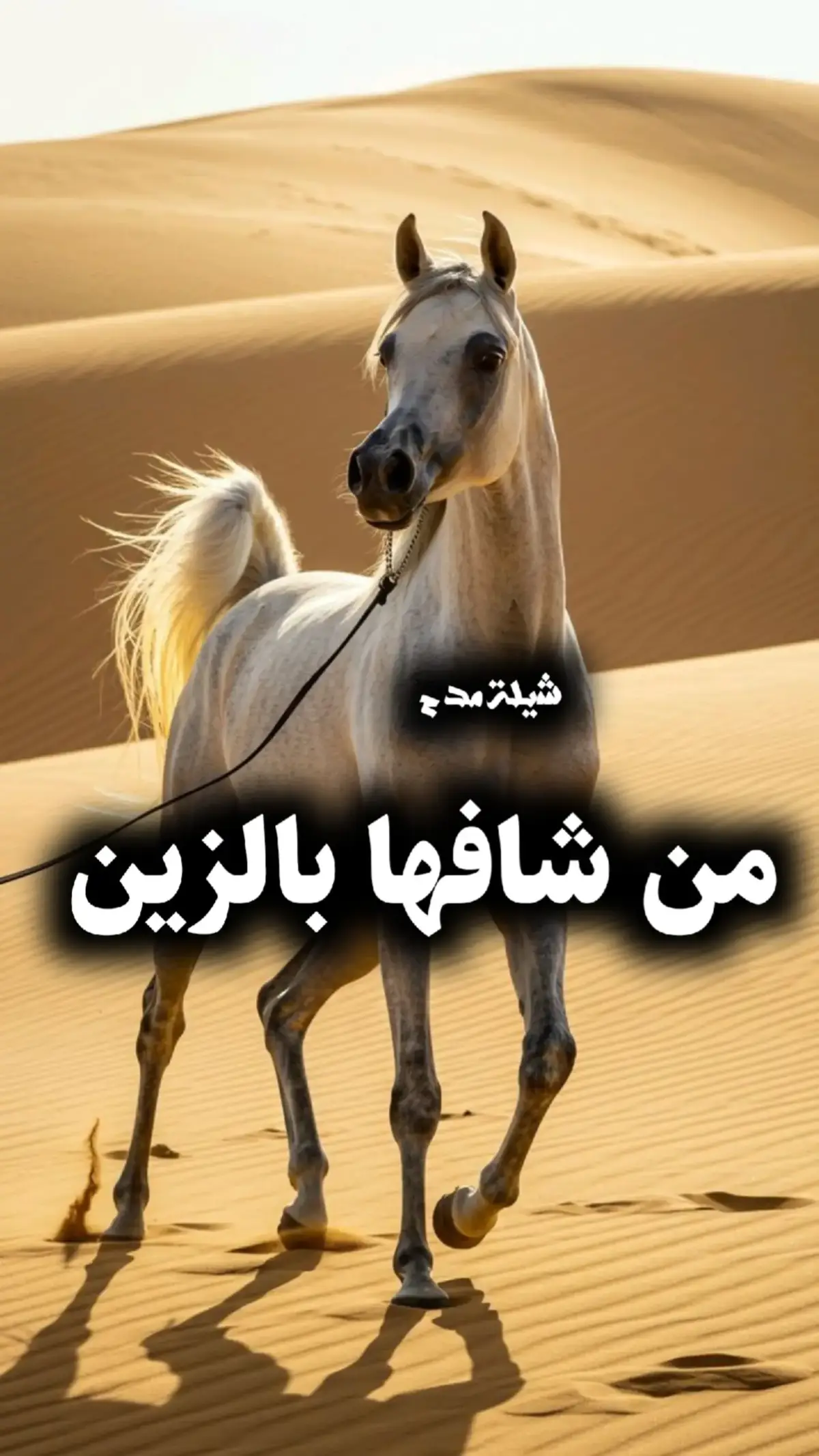 #لطلب_الشيلات_0541846907  #شيلات#زواج#شيلات#تخرج#شيلات#موليد#شيلات#ترحيب#شيلات#لحن#مجرور#شيلات#عرضه-جنوبيه#شيلات#دحه#شماليه#شيلات#عروس#شيلات#ام#العروس#شيلات#ام#العريس#ترحيب#باضيوف#زفات#بلاسماء#سحب#حقوق#زفات#بدون# اسماء #عروس-عريس-زواج #شيبة-رقص-عريس-حماسيه #شيلةمدح #شيلات-زوج #تنفيذ-جديده #شيلات-ام-العريس #شيلات-ام-العروسه #شلات-تخرج- #شيلات-تخرج-عسكري- #شيلات-تقاعد #شيلات-مدح #شيلة-توضيف #شيلات-شفاءوسلامه #شيلات-فهد-العيباني #شيلات-مهنا-العتبي  #شيلات-فهد-بن-فصلان- #شيلات-جفران-بن-هضبان- #رقص-عروسه#تنفيذ-بلاسماء🎶🎶-شيلات-رقص-العروس-عروس-متعب-الخيال-مهنا-العتبي-حماسيه-رقص-للعروسه-شيلات-عريس-شيلات-تخرج-شيلات-ملكه-عقد-قران-شيلات-تقاعد-شيلات-تخرج-عسكريه-شيلات-سعد-محسن-شيلات-عبدالله-البرازي-شيلات-فهد-العيباني-2024 #شيلة#رقص#مهنا#صوت-متعب-الخيال-شيلات-رقص-عروس-شيلات-حماسيه-متعب-الخيال-شيلة-قومي-العبي-جديده-متعب-الخيال-حماسيه-شيلة-مدح-عروس#شيلات-عروس-حماسيه-شيلات_للعروس-مدح-حماسيه-شيلات-عروسه-جديده-شيلات-مدح-شيلات-زواج-شيلات-رقص-شيلات-عدعيد-الفطر-شيلات-عيد-الاضحي-شيلات-رمضان#شيلات_زواج_حماسيه_لايك_متابعه_اكسبلورر 