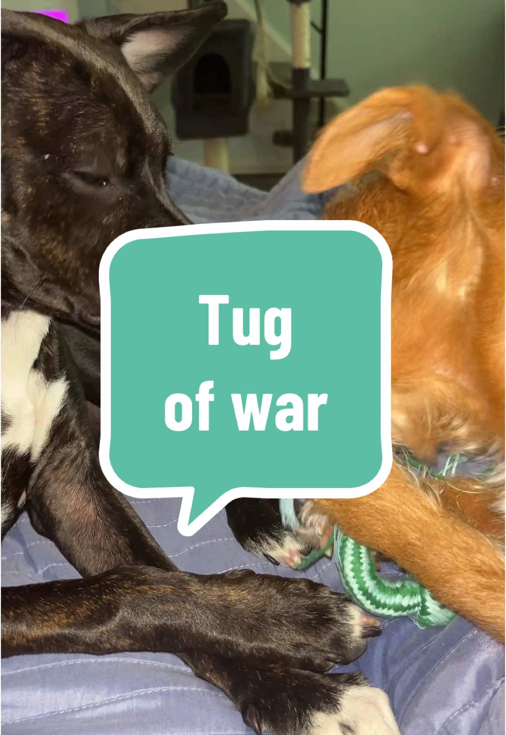 Tug of war #dogs #dogsoftiktok 