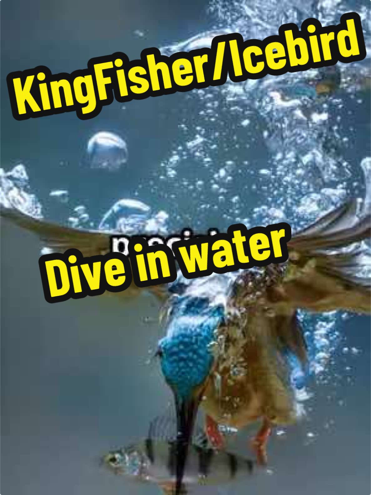 Dive into the fascinating world of icebirds, nature's remarkable underwater hunters! In this captivating YouTube Shorts video, witness the stunning agility of these vibrant birds as they plunge into icy waters to catch their prey. From their striking plumage to their incredible diving techniques, icebirds are a true spectacle of nature. This short film showcases breathtaking stock footage that highlights their swift movements and hunting prowess. Get ready to be amazed by the beauty and skill of these avian predators! If you enjoy this glimpse into the wild, please like and share the video with fellow nature lovers.  #Icebirds #UnderwaterHunters #NatureShorts #WildlifeDocumentary #BirdWatching #DidYouKnow #facts 