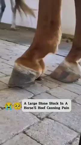 no pain , do spa 💅💅💅#ASMR #viral #fyp #farrierlife #horse #care ##care #farrier #fyp #viralvideo #hoofcare #farriersoftiktok #hoof 